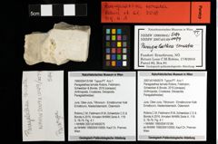 Foto (Objekt + Etiketten) von Paragalathea ternata (Robins, Feldmann, Schweitzer & Bonde, 2016) 